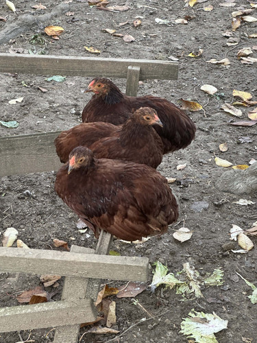huhn.jpg