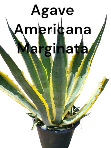 agave americana.jpg