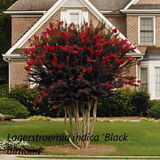 Lagerstroemia indica 'Black dimond'