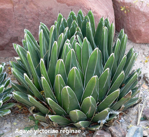 Agave victoriae reginae.jpg