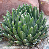 Agave victoriae reginae
