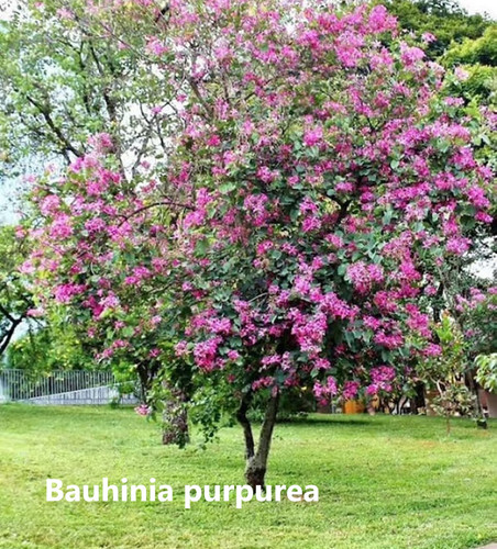 bauhinia purpurea.jpg