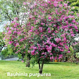 bauhinia purpurea