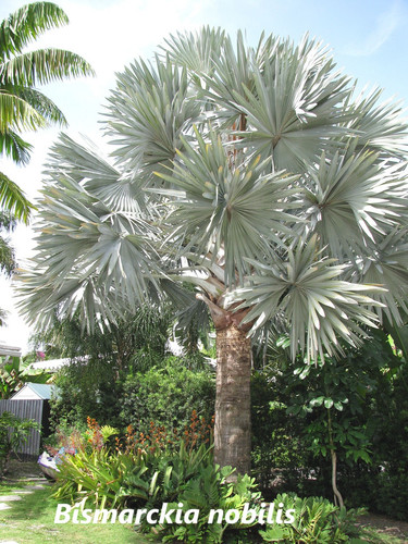 Bismarckia nobilis.jpg