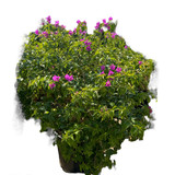 Photoroom 20250124 192055