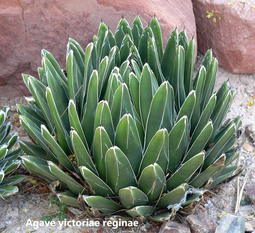 Agave victoriae reginae.jpg