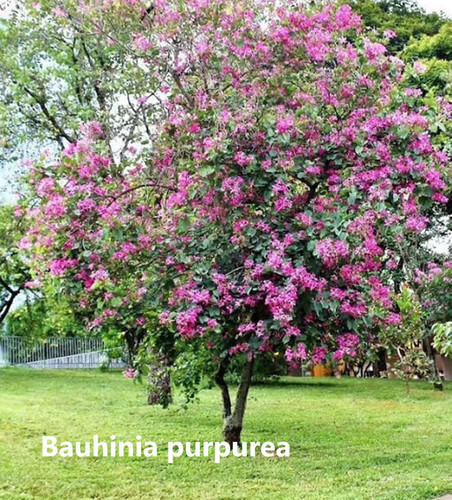bauhinia purpurea.jpg