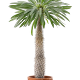 Photoroom 20250124 202435.png