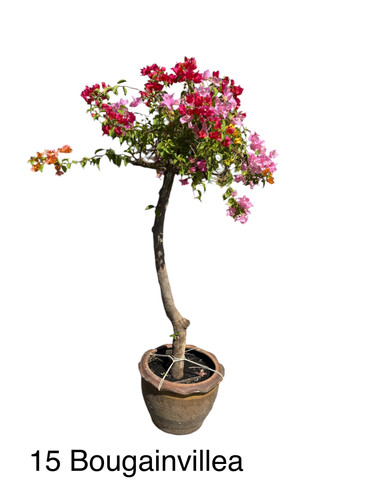 15 Bougainvillea.jpg