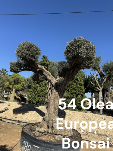 Photoroom 20250125 120204.png