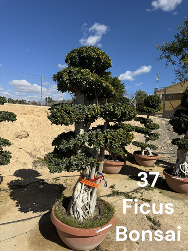 Photoroom 20250125 120100.png