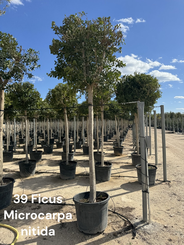 Photoroom 20250125 120008.png