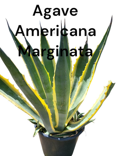 agave americana.jpg