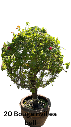 Photoroom 20250124 193009.png