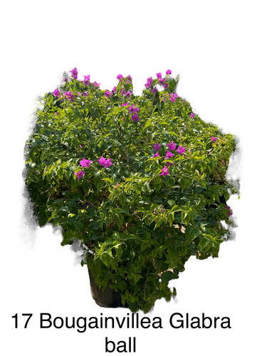 Photoroom 20250124 192055.jpg