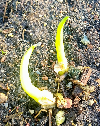 IMG 20250127 112127.jpg