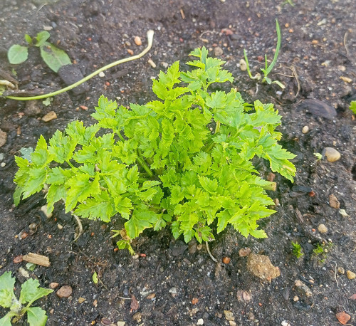 IMG 20250127 112152.jpg