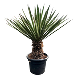 yucca faxoniana no1