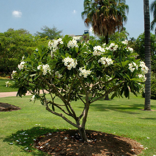 Plumeria Obtusa.jpg