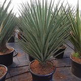 Yucca treculeana.png