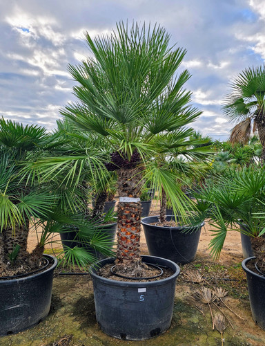 Chamaerops humilis 5.jpg