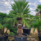 Chamaerops humilis 5