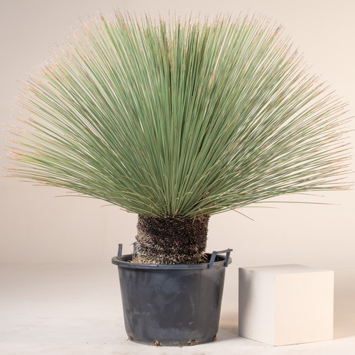 Dasylirion longissimum.jpg