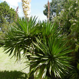 Yucca Gloriosa group