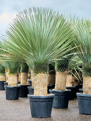 yucca rostrata.jpg