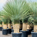 yucca rostrata