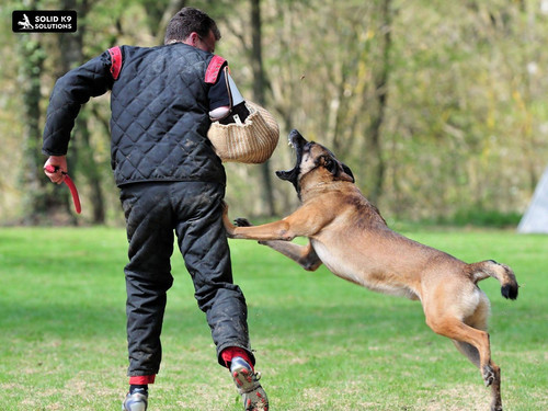 Dog Obedience Classes in Atlanta Training for Your Pup.jpg