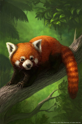 Red Panda 1.jpg