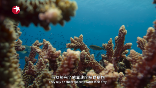 亚洲.Asia.S01E01.2024.2160p.WEB DL.H265.AAC HHWEB.mp4 20241222 181200.615.png