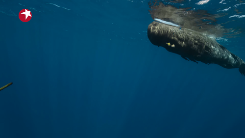 亚洲.Asia.S01E01.2024.2160p.WEB DL.H265.AAC HHWEB.mp4 20241222 181148.847.png