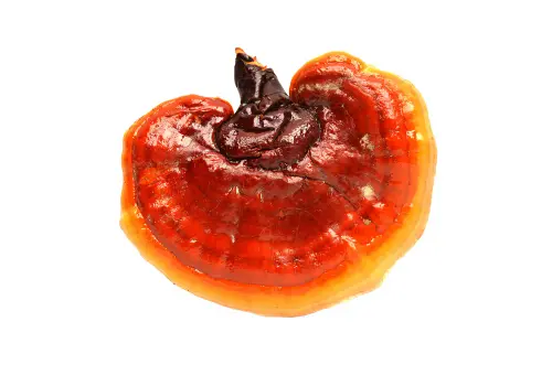 Reishi_Mushroom.webp