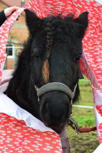 DSC 1578.jpg