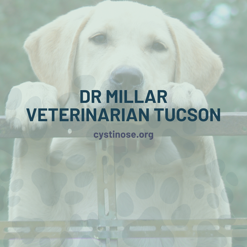 dr millar veterinarian tucson