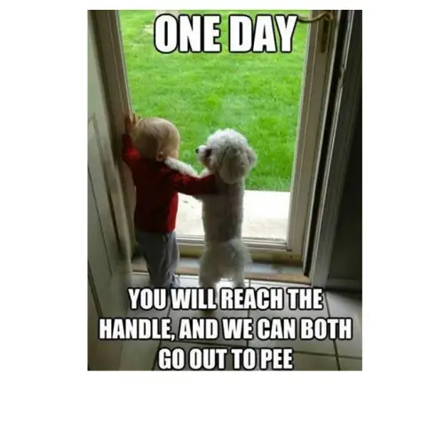 cute funny dog meme 31