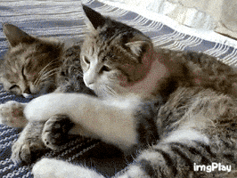2PJIldx.gif