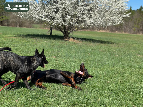 Expert Dog Training Services in Acworth, GA Solid K9 Solutions.jpg