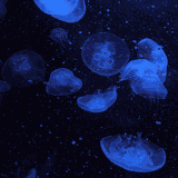 ดาวน์โหลด (7).gif