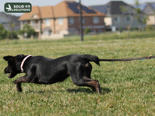 Expert Dog Training Services in Milton, GA Solid K9 Solutions.jpg