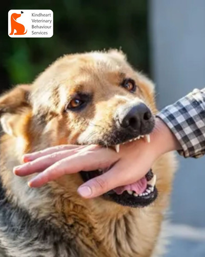 Understanding and Managing Dog Biting Owners in Victoria, Canada.jpg