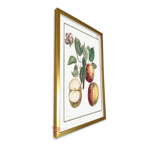 mdr frutas vertical fvf95.jpg