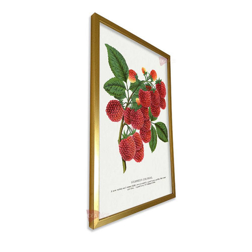 mdr frutas vertical fvf105.jpg