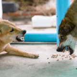 Effective Solutions for Food Aggression in Dogs.gif
