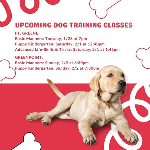 Puppy Training NYC.jpg