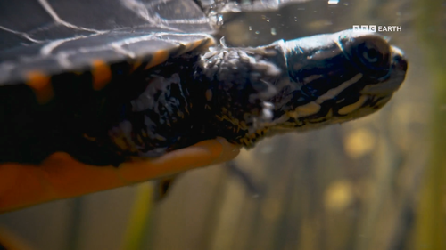 Big.Little.Journeys.S01E01.2023.1080p.Hami.WEB DL.H264.AAC HHWEB.mkv 20241118 033208.964.png