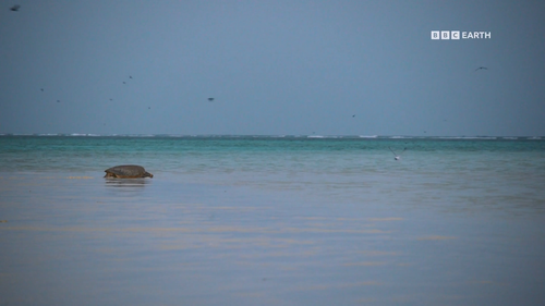 Climate.Change.Ade.on.the.Frontline.S01E01.2021.1080p.Hami.WEB DL.H264.AAC HHWEB.mkv 20241118 033713.png