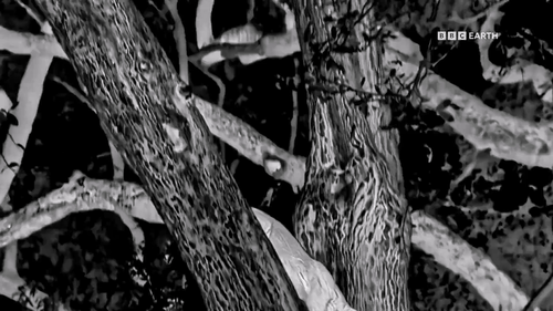 Mammals.S01E01.2024.1080p.Hami.WEB DL.H264.AAC HHWEB.mkv 20241118 042249.841.png